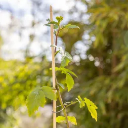 Tuteur en bambou pour plantes 50 cm (Lot de 20)