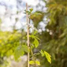 Tuteur en bambou pour plantes 50 cm (Lot de 20)