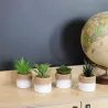 Plante succulente en pot bicolore 8 x 15 cm (Lot de 4)