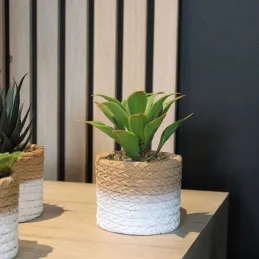 Plante succulente en pot bicolore 8 x 15 cm (Lot de 4)