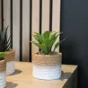 Plante succulente en pot bicolore 8 x 15 cm (Lot de 4)
