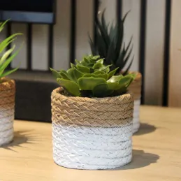 Plante succulente en pot bicolore 8 x 15 cm (Lot de 4)