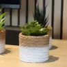 Plante succulente en pot bicolore 8 x 15 cm (Lot de 4)