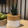 Plante succulente en pot bicolore 8 x 15 cm (Lot de 4)