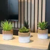 Plante succulente en pot bicolore 8 x 15 cm (Lot de 4)