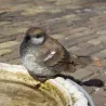 Moineau debout en résine