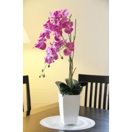Orchidée fuchsia en pot blanc