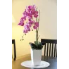 Orchidée fuchsia en pot blanc