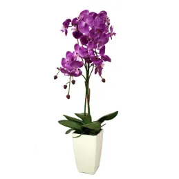 Orchidée fuchsia en pot blanc