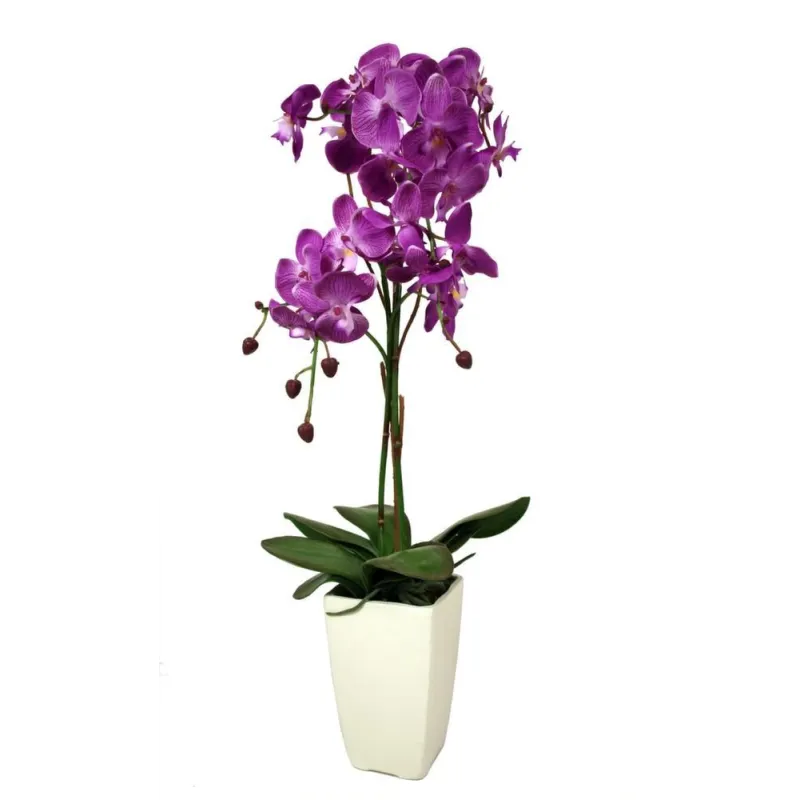 Orchidée fuchsia en pot blanc