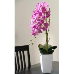 Orchidée fuchsia en pot blanc