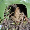 Abri crapaud en céramique