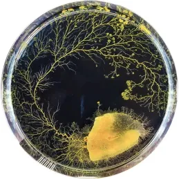 Kit d'élevage Blob Physarum polycephalum