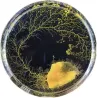 Kit d'élevage Blob Physarum polycephalum