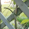 Lien d'attache en PVC pour plantes 60 m