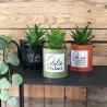 Succulentes artificielles dans pots colorés 17 cm (Lot de 3)