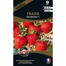 Graines potagères premium fraise Grandian