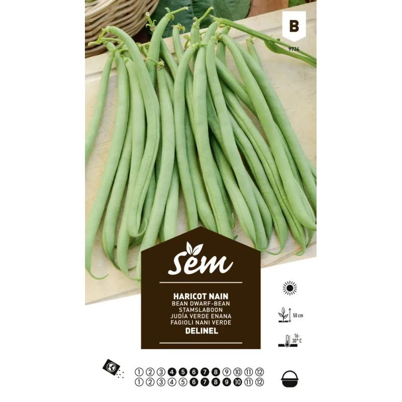 Graines potagères haricot Delinel nain mangetout