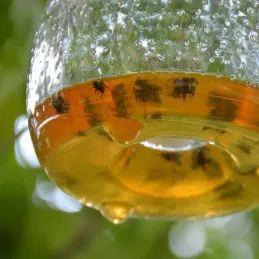 Attrape guêpes en verre chiné