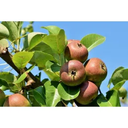 Terreau de fumier fermier avec algues fertilisant