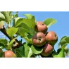 Terreau de fumier fermier avec algues fertilisant