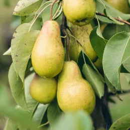 Terreau lombricompost régénérant