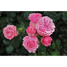 Secret Plantations terreau bio pour toutes les plantes