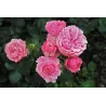 Secret Plantations terreau bio pour toutes les plantes