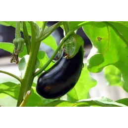 Secret Plantations terreau bio pour toutes les plantes