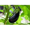 Secret Plantations terreau bio pour toutes les plantes