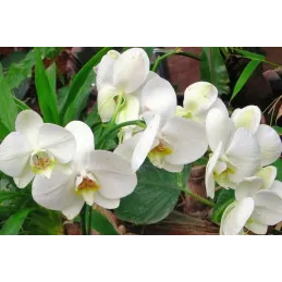 Terreau pour orchidées 1,2kg