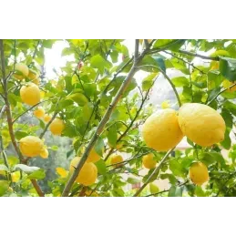 Terreau pour agrumes et plantes méditerranéennes