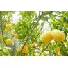 Terreau pour agrumes et plantes méditerranéennes