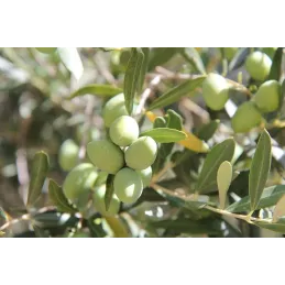 Terreau bio pour agrumes et plantes méditerranéennes 40 L