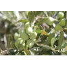 Terreau bio pour agrumes et plantes méditerranéennes 40 L