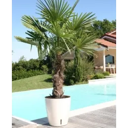 Pot en plastique rond avec réserve d'eau 30 cm Eva