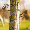 Décors de jardin en métal Oiseaux (lot de 2)