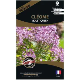 Graines de fleurs premium cléome Spinosa violet Queen