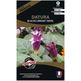Graines de fleurs premium Datura Candida blackcurrant Swirl