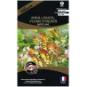 Graines de fleurs premium mina lobata plume d’indien scarlet yellow