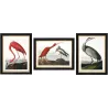 Ensemble de 3 cadres Oiseaux