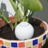 Ollas à planter en argile Medium