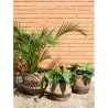 Cache-pots en jonc naturel et brun