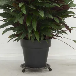 Support à roulettes en fonte pour pot de fleurs