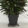 Support à roulettes en fonte pour pot de fleurs