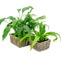 Corbeille carrée en rotin (Lot de 2)