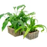 Corbeille carrée en rotin (Lot de 2)