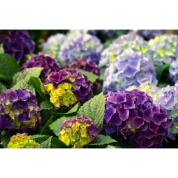 Terre de bruyère bio pour plantes acidophiles