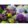 Terre de bruyère bio pour plantes acidophiles