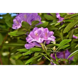 Terre de bruyère bio pour plantes acidophiles